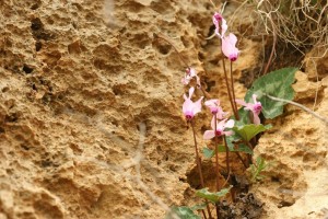 cyclamen